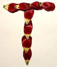 T-wie-Tulpenblätter.jpg